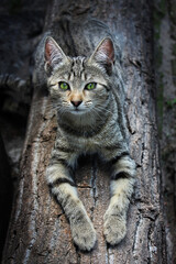 Homeless kitten is laying on a block outdoors.
