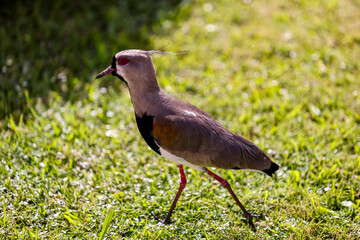 A southern lapwing, the national bird of Uruguay, Punta Del Este in Uruguay

