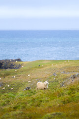 Naklejka premium Icelandic sheep graze in the mountain meadow near ocean coastline. Group of domestic animal in pure and clear nature. Ecologically clean lamb meat and wool production. Scenic area