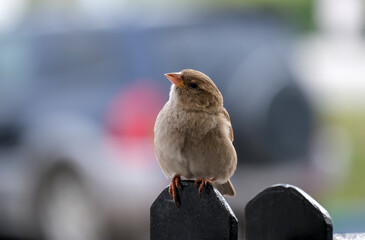 House sparrow (lat. Passer domesticus)