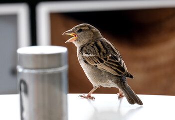 House sparrow (lat. Passer domesticus)