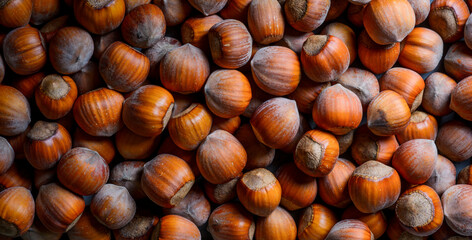 delicious hazelnuts.beautiful hazelnuts closeup for banner background.food products diet concept