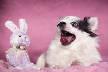 White long haired Chihuahua yawning on a soft pink blanket against a dark pink background. Long hair Chihuahua on a cozy knitted blanket.