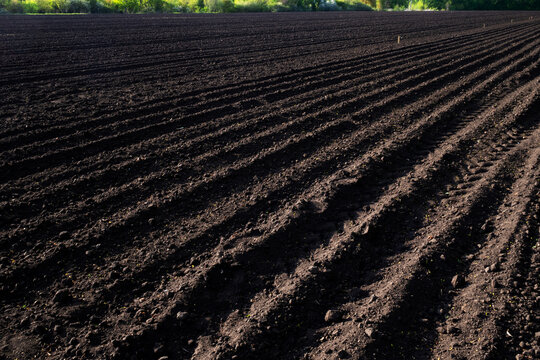 Arable land. A field of black soil. Ploughed field in spring. Agricultural background.