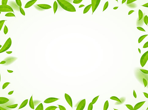 Green tea vector background mint eco illustration. Organic green tea flying leaf fresh concept