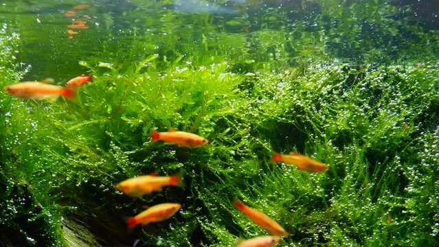 white cloud mountain minnow and green java moss in planted ryoboku style aquascape detail, bright LED light, active peaceful fish of artificial breed golden cloud mountain minnow, professional care
