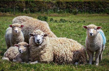 lambs