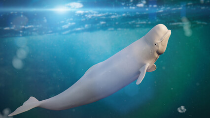 Obraz premium Beluga, Delphinapterus leucas, white arctic whale swimming in the ocean