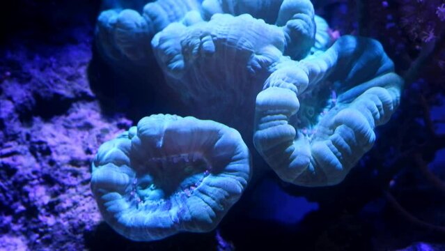 trumpet coral colony move in powerful circular flow, nano reef marine aquadesign, demanding species for professional aquarist, live rock ecosystem in actinic LED blue low mode, light and shadow play
