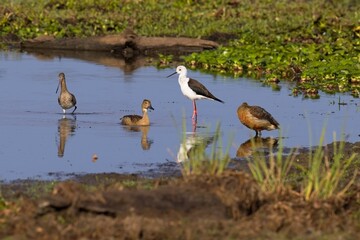 Springtime and cute water birds. Colorful nature background. Bird: Black winged Stilt. Himantopus himantopus. Pisila Čáponohá 