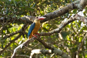 Stork-billed Kingfisher (Pelargopsis capensis) is the largest kingfisher in Sri Lanka.