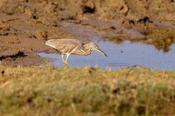 The Indian pond heron or paddybird (Ardeola grayii), Volavka Hnědohřbetá, Sri Lanka