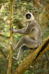The tufted gray langur (Semnopithecus priam), also known as Madras gray langur, and Coromandel sacred langur 