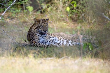 Ceylon leopard hidden in dense vegetation in Yala National Park on a hot sunny day. Sri Lankan leopard male resting in the shade in the wild nature of Sri Lanka camouflaged by grass and spots on fur.