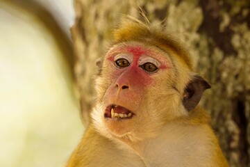 Portrait Toque Macaque, (Macaca sinica), makak bandar,  is a reddish-brown-coloured Old World...
