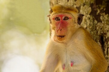 Portrait Toque Macaque, (Macaca sinica), makak bandar,  is a reddish-brown-coloured Old World...