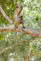 Portrait Toque Macaque, (Macaca sinica), makak bandar,  is a reddish-brown-coloured Old World monkey endemic to Sri Lanka, where it is known as the rilewa.