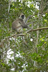 The tufted gray langur (Semnopithecus priam), also known as Madras gray langur, and Coromandel sacred langur 