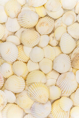 set of clam mollusc shells isolated on white background