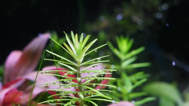 Pogostemon erectus produce oxygen air bubbles on leaf, planted iwagumi Amano style freshwater aquascape, vivid colors in bright LED light, professional care for aquatic vegetation, healthy ecosystem