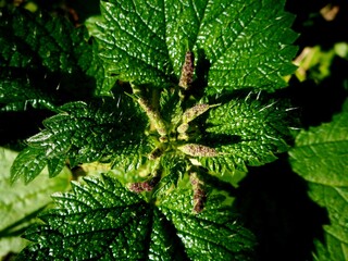 planta urtiga - urtica dioica