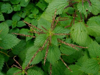planta urtiga - urtica dioica