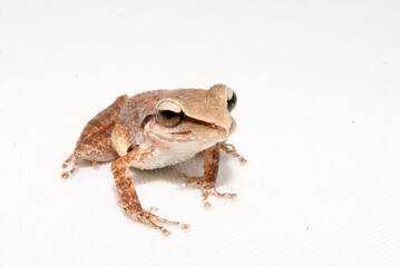 Ischnocnema ramagii - razinha da mata