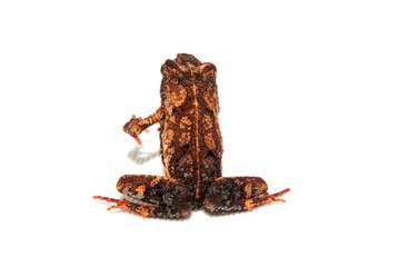 Dendrophryniscus cf. proboscideus - sapinho da mata