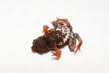 Dendrophryniscus cf. proboscideus - sapinho da mata