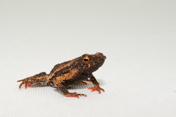 Dendrophryniscus cf. proboscideus - sapinho da mata