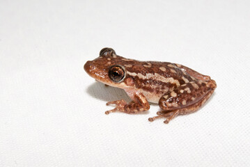 Perereca - Scinax cf. eurydice ou auratus