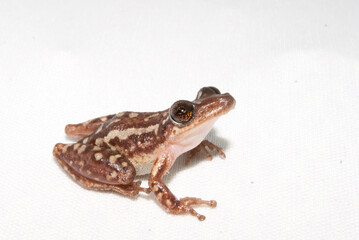 Perereca - Scinax cf. eurydice ou auratus