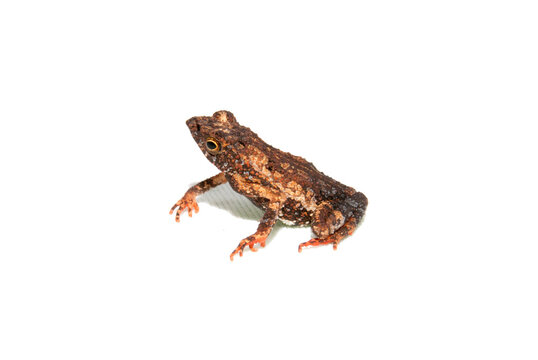 Dendrophryniscus cf. proboscideus - sapinho da mata