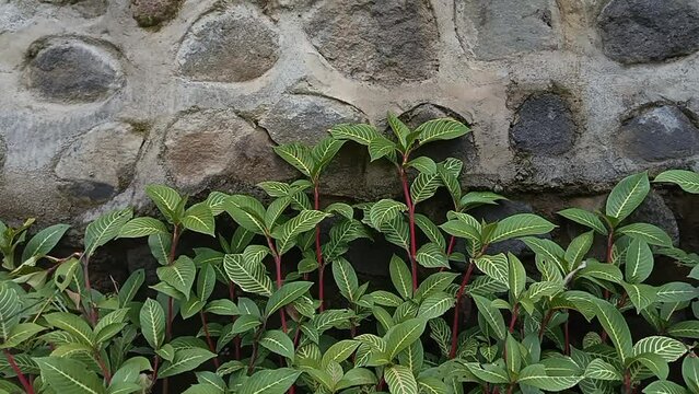 Moneywort, Lysimachia nummularia, Goldilocks plants and yellow flowers lie on sundstone in the garden
