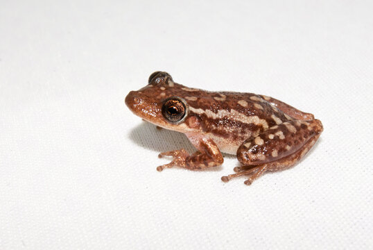 Perereca - Scinax cf. eurydice ou auratus