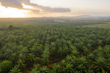 view of palm oil plantation in the morning