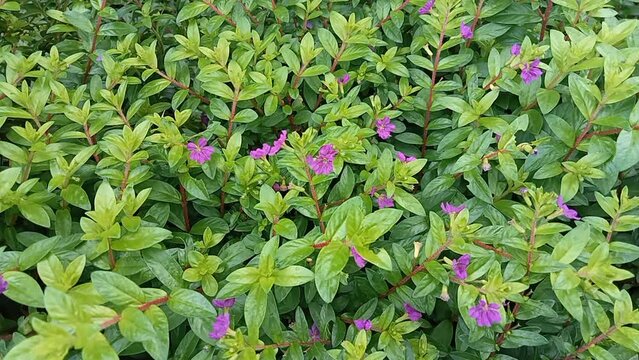 Moneywort, Lysimachia nummularia, Goldilocks plants and yellow flowers lie on sundstone in the garden

