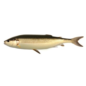Freshwater Fish Against a Clean White Background. Shiny Silver Fish Isolated on White Created with Generative AI and Other Techniques