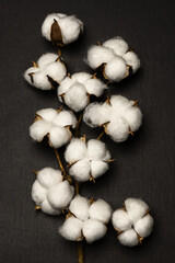 Cotton branch on black cardboard background