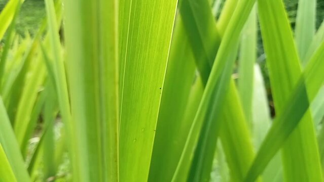 Phormium in the garden. Decorative grass
