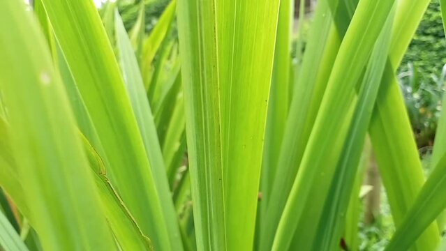 Phormium in the garden. Decorative grass
