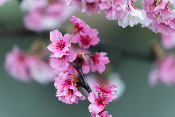 Sakura with raindrops. Fresh pink cherry blossoms after the rain. Riverbank Park with Taiwanese characteristics. Taipei, Taiwan