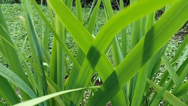 Phormium in the garden. Decorative grass
