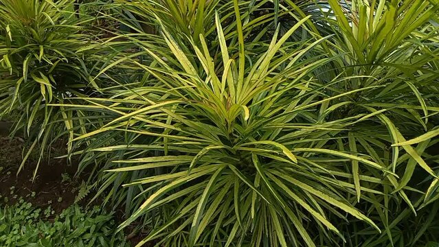 Phormium in the garden. Decorative grass
