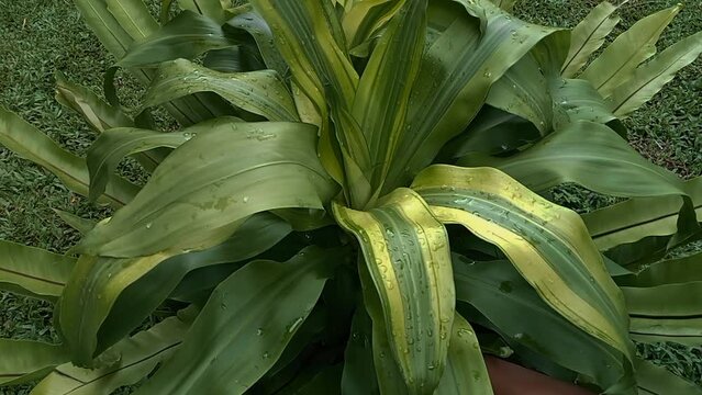 Phormium in the garden. Decorative grass
