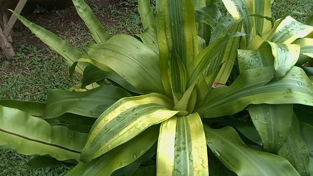 Phormium in the garden. Decorative grass
