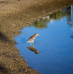 Heron Fishing in Honolulu Lagoon.