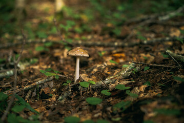 Mushroom on the forest ground