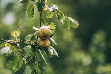 Pears on a tree