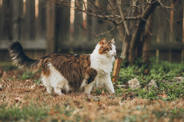 Cat exploring outside